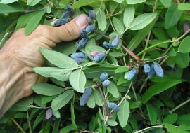 Prawidłowe przycinanie wiciokrzewu: 5 przydatnych wskazówek