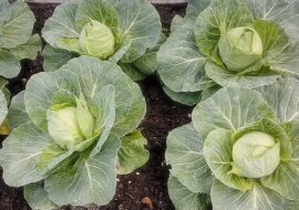 Już zapomniałam, jak wyglądają szkodniki na kapuście. Dowiedziałam się o prostym, ale skutecznym środku
