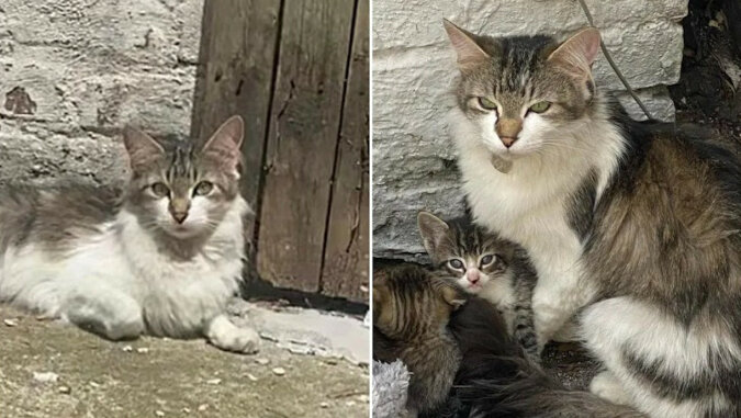 Mama kotka ukryła swoje dzieci w kącie