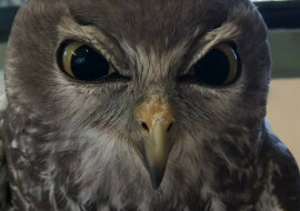 Przerobić wszystko: sowa „przejrzała” dokumenty rezerwatu