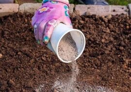 Stosowałam popiół jako nawóz i miałam klęskę urodzaju. Oto są rośliny dla których ten nawóz jest przeciwwskazany