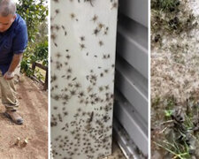 W Australii tysiące węży i pająków szukają schronienia w domach mieszkańców