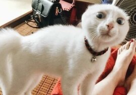 Człowieku, czy te emocje są wypisane na moim pysku? Zabawne koty