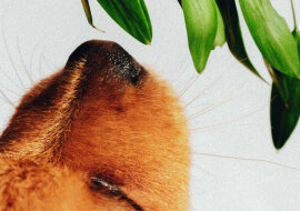 Biolodzy nazwali najprzyjemniejszy zapach na świecie