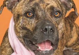 Właściciel przez rok szukał zaginionego psa, a w Sylwestra zobaczył go w internecie