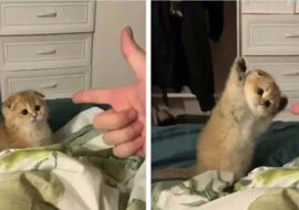 Gdy twój kot jest zapalonym myśliwym: zestawienie bardzo uroczych i zabawnych zdjęć ze zwierzętami