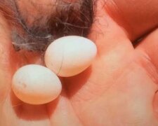 Mężczyzna znalazł na swoim podwórku dwa maleńkie jajka i postanowił dać pisklętom szansę na życie