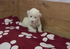 Uroczy filmik o tym, jak małe białe lwiątko uczy się warczeć