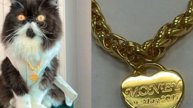 Kotka o imieniu Money wzbogaciła swoją właścicielkę i otrzymała złoty łańcuch za 6000 dolarów