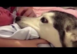 Reakcja husky na noworodka. Zobacz prawdziwe emocje psa