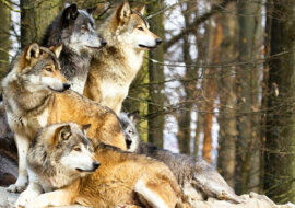 Podczas burzy wilki uratowały ciężarną kobietę i stały się jej położnymi