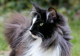 Dzięki kotu ludzie odnaleźli siebie nawzajem