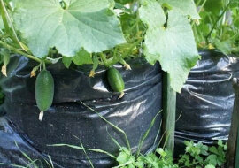 Ogórki z worka - 1000 ogórków na jednym metrze kwadratowym