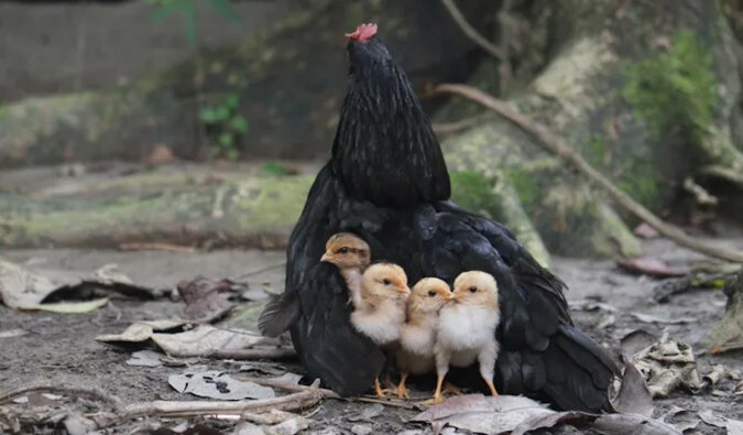 Wideo, na którym kura wysiaduje osierocone kocięta