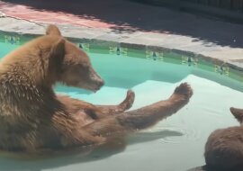 Niedźwiedzica przychodzi do basenu ze swoim młodym