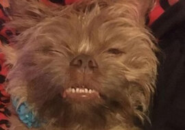 Pies przeraża właścicieli swoją „ludzką” twarzą