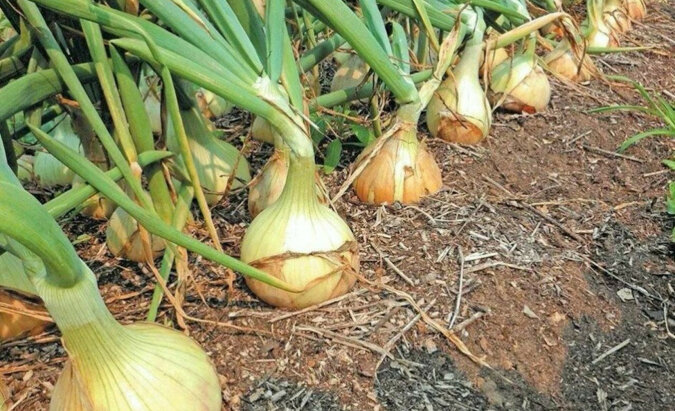 Jak uprawiać duże cebule z rozsady: łatwy sposób