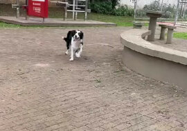 Talencie: zapalający taniec psa rozśmieszył sieć. Wideo