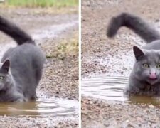 15 zabawnych zwierząt, które są niesamowicie śmieszne