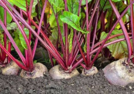 Jak uzyskać duże zbiory buraka - wskazówki od profesjonalistów