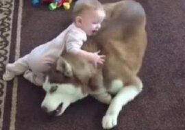 Niemowlę weszło na psa. Kiedy zobaczyłem reakcję zwierzaka, musiałem obejrzeć to jeszcze raz