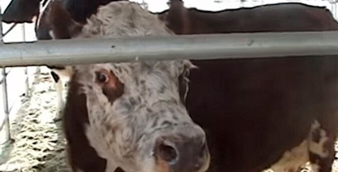 Uratowana krowa nie mogła przestać płakać, dopóki nie zobaczyła swojego dziecka