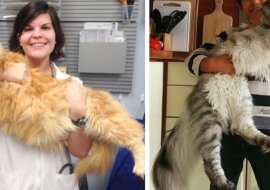 Gigantyczne koty, które wkrótce staną się większe niż ich właściciele
