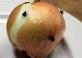 Zobacz dlaczego warto używać latem cebulę z goździkami