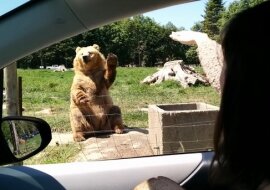 Wideo: Niedźwiedź wita turystów i tego samego oczekuje od nich