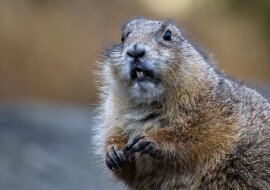 Dziwna rzecz: w Kanadzie bóbr stał się liderem u krów