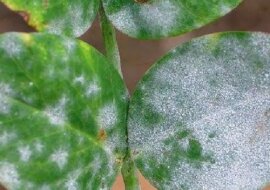 Sposoby używania sody oczyszczonej w ogrodzie