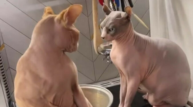 Gra między dwoma kotami rasy sfinks zakończyła się bójką. Zabawny materiał filmowy
