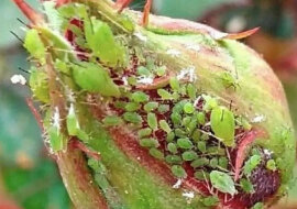 Zwalczanie mszyc bez użycia środków chemicznych