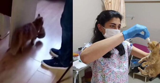 W Turcji kotka przyniosła swoje potomstwo na nowe miejsce – obok szpitalnego oddziału, prosząc lekarzy o pomoc