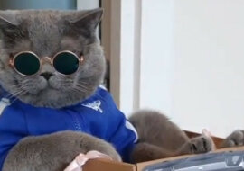 Kot osiodłał robota odkurzającego pod epicką muzykę. Wideo