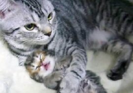 Kotka czule rozmawia z kociętami: to jest bardzo słodkie