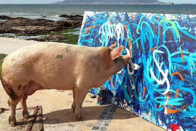 W RPA uratowana od rzeźni świnia namalowała obraz i przyniosła właścicielce miliony