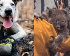 W Australii został nagrodzony pies, który uratował ponad sto koali w pożarach