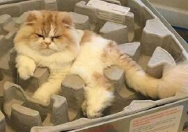 Bezczelne koty ponownie bezwstydnie łamią prawa fizyki