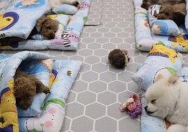 Przedszkola dla psów zyskują w Korei coraz większą popularność