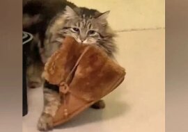 Urocza kotka dziękuje za adopcje, codziennie rano przynosząc swojej właścicielce kapcie