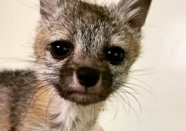 Mały lisek pomylił psa z matką i poszedł za nim. Ludzie musieli ratować maleństwo