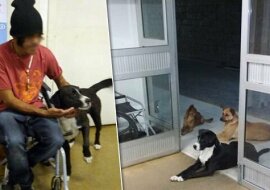 Kiedy karetka zabrała bezdomnego, wszystkie jego cztery psy pobiegły za samochodem