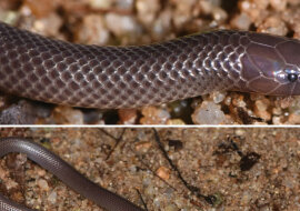 Ten wąż nie musi nawet otwierać paszczy, żeby cię otruć