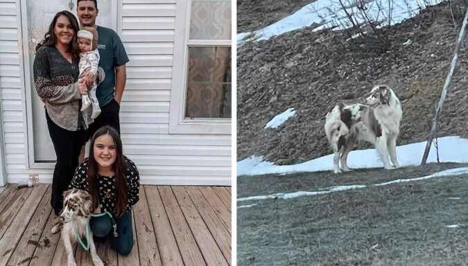 To płacz dziecka pomógł rodzinie zwrócić zbiegłego psa
