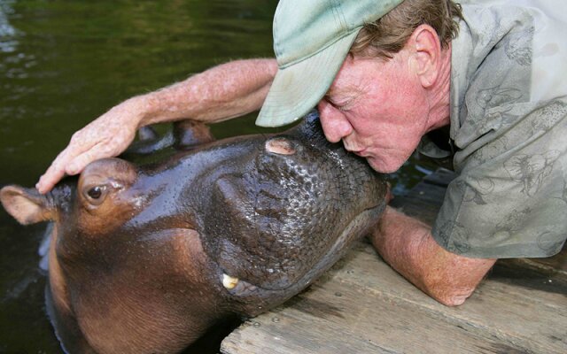 18 lat temu mężczyzna uratował hipopotama, a ten wciąż pamięta dobry uczynek i odwdzięcza się temu mężczyźnie