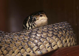 W Indiach sfilmowali, jak ratownik podał kobrze wodę