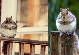Wiewiórki, które zjadły za dużo orzechów