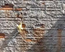 Brawurowa ucieczka kaczątka przez mur zachwyciła użytkowników