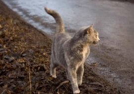 Kotka na imię Pusza porzuciła swoje małe kocięta i uciekła do lasu